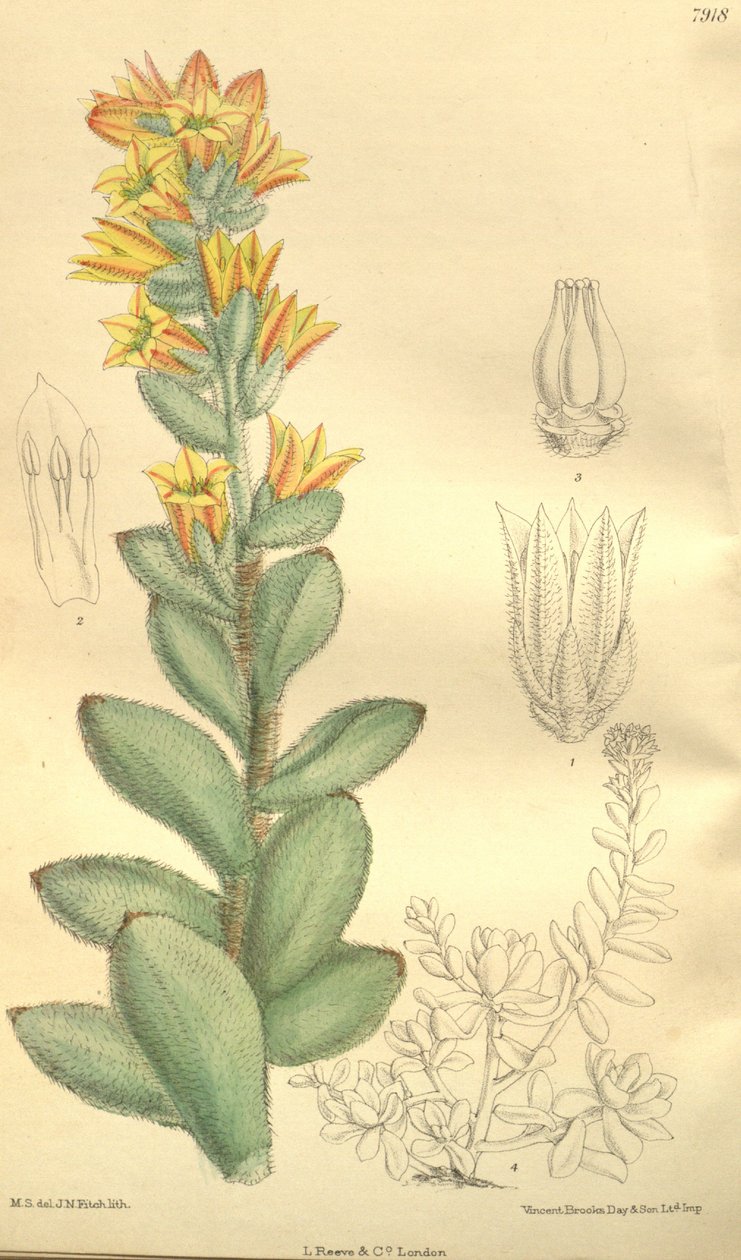 Echeveria pulvinata, como Cotyledon pulvinata de Hooker f.