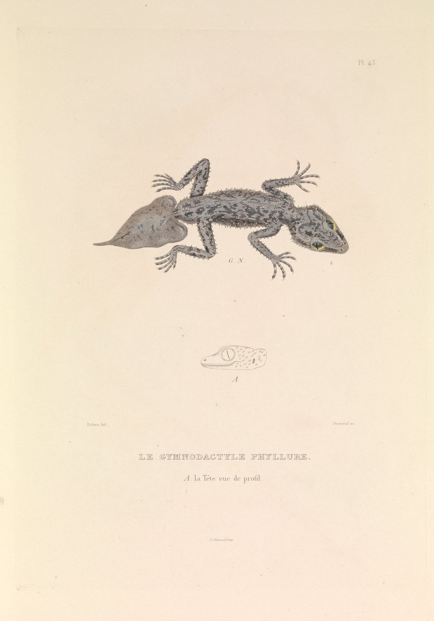 El gimnodáctilo Phyllure". de Hyacinthe Yves Philippe (1781 1846) Potentien