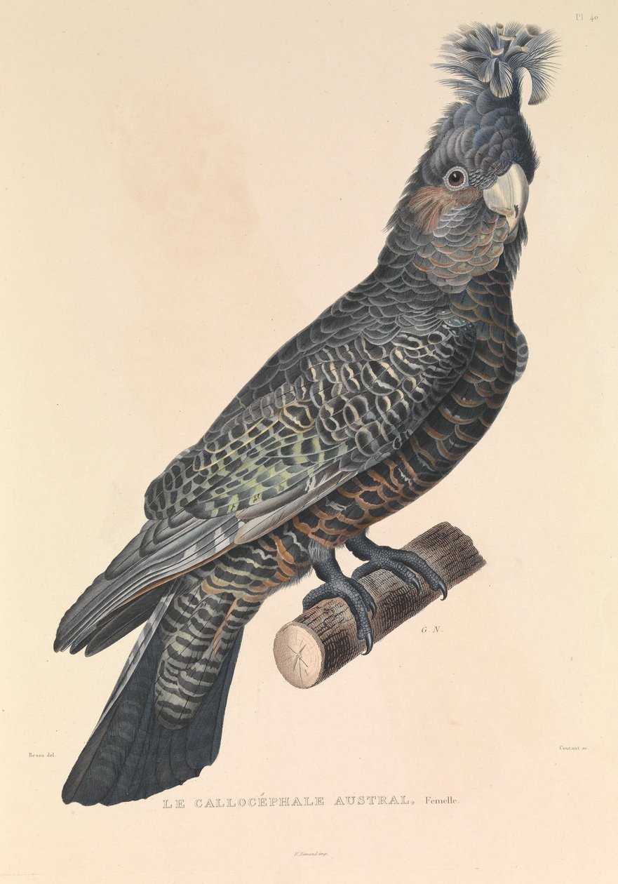 La Callicéphale australiana". de Hyacinthe Yves Philippe (1781 1846) Potentien