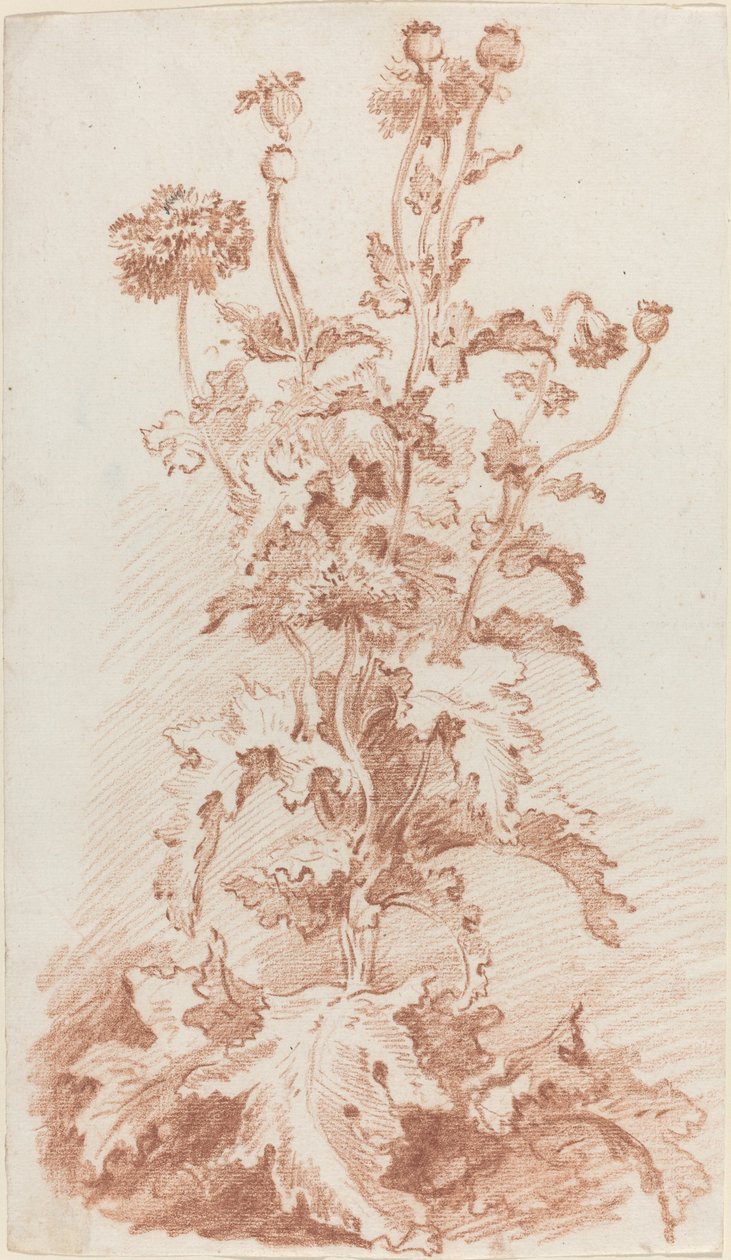 Amapolas con cápsulas de semillas de I Jean Baptiste Hüet