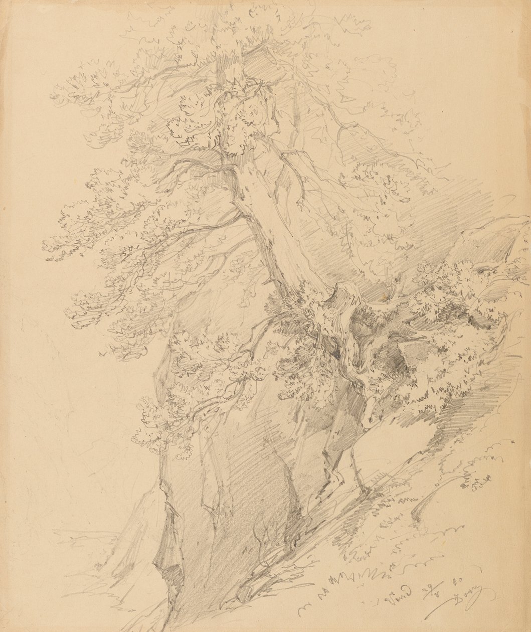 estudio de árboles de Ignaz Dorn
