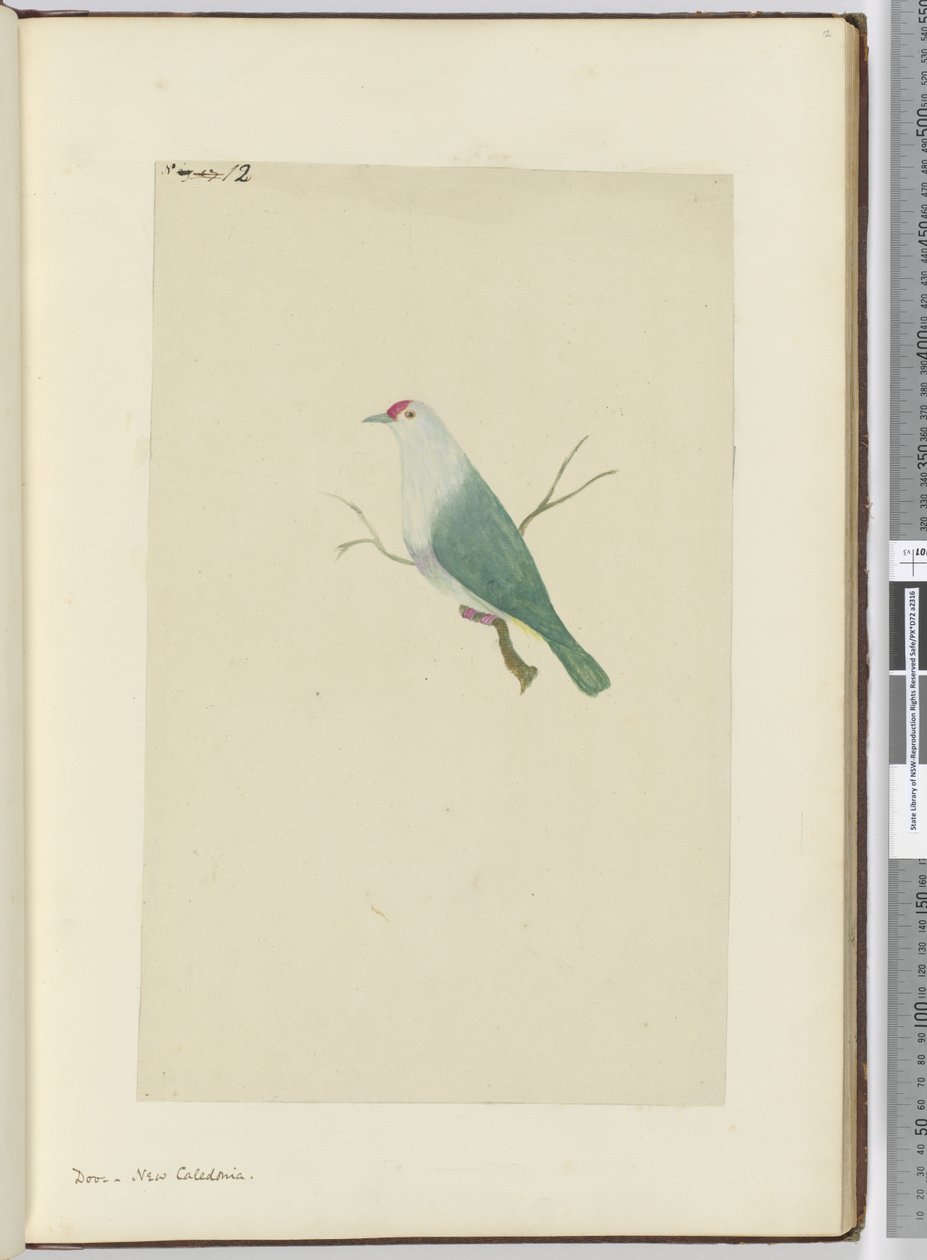 F.12 Paloma. Nueva Caledonia, 1772-75 de Isaac Smith
