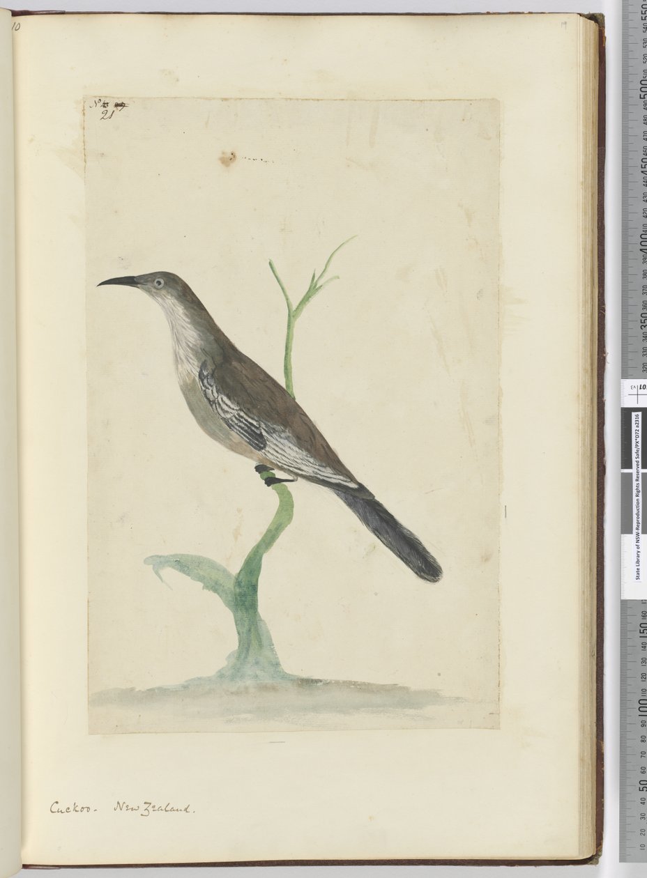 F.21 Cuco. Nueva Zelanda, 1772-75 de Isaac Smith