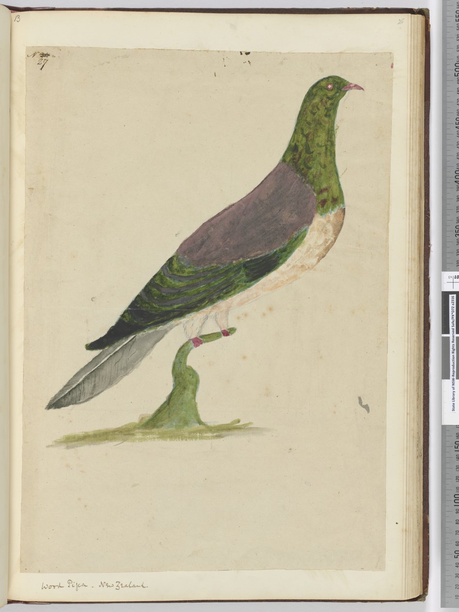 f.27 Paloma torcaz. Nueva Zelanda, 1772-75 de Isaac Smith