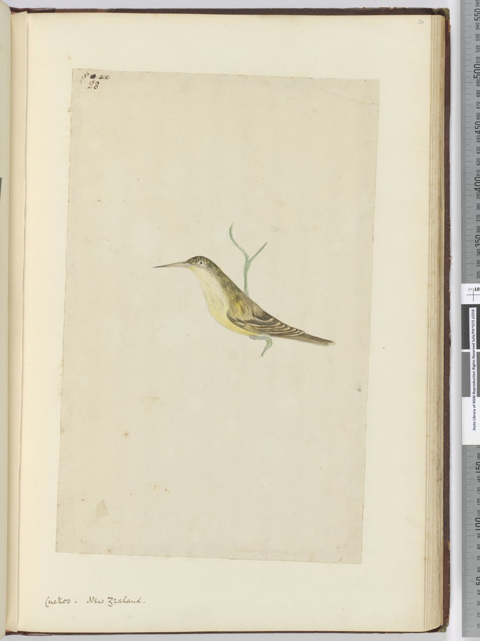 f.28 Cuco. Nueva Zelanda, 1772-75 de Isaac Smith