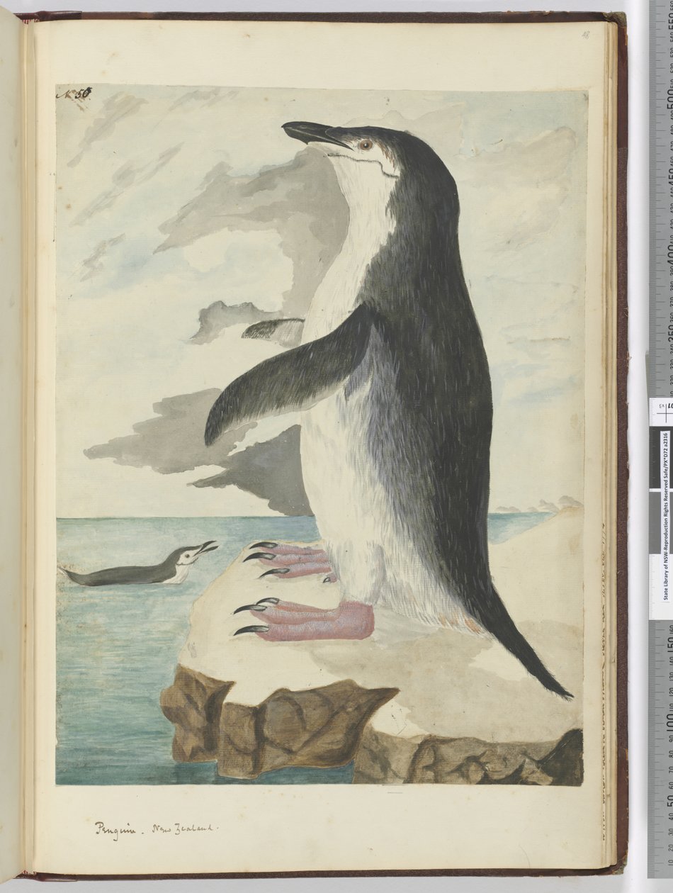 f.50 Pingüino. Nueva Zelanda, 1772-75 de Isaac Smith