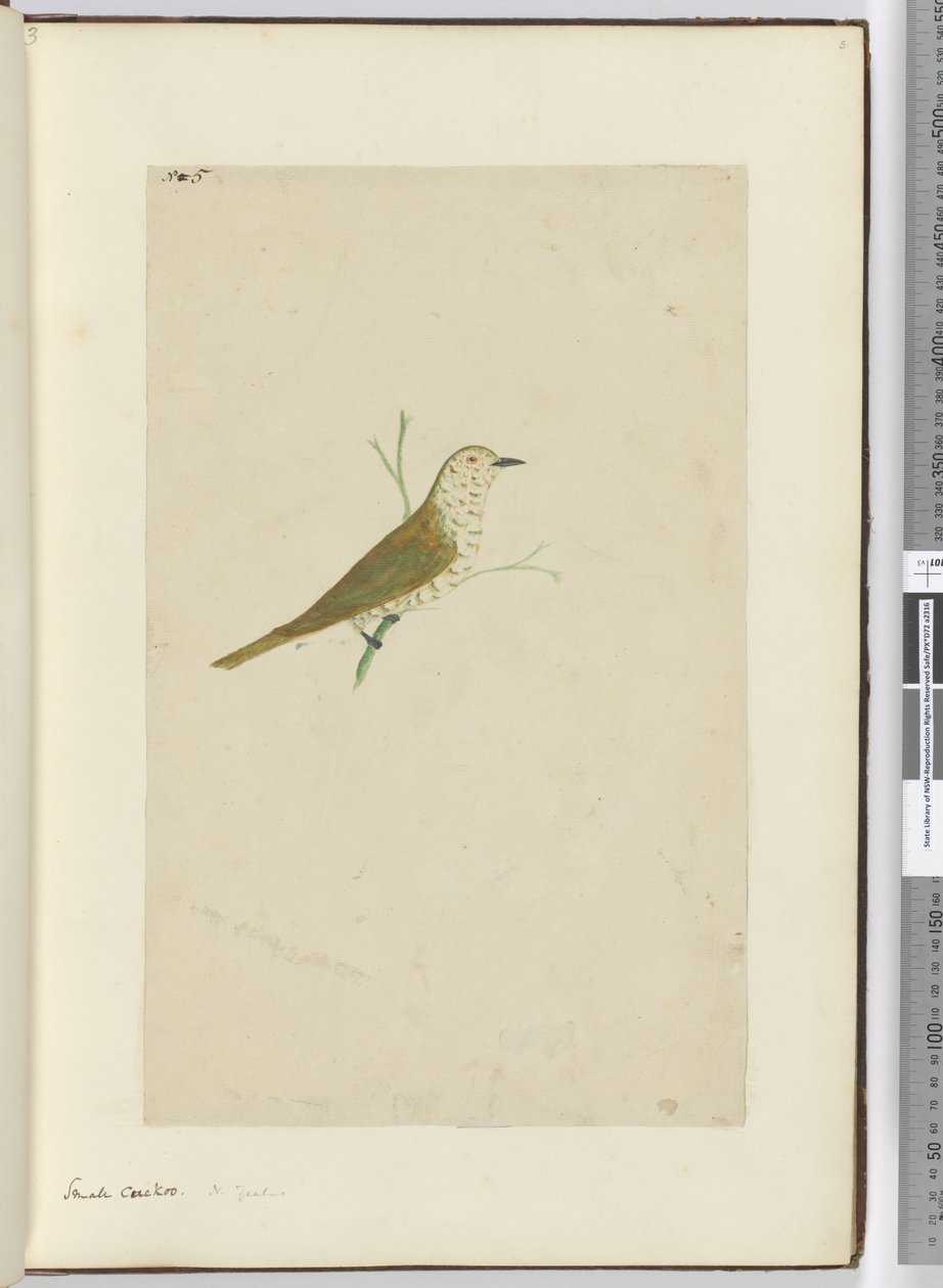 F.5 Cuco pequeño. Nueva Zelanda, 1772-75 de Isaac Smith