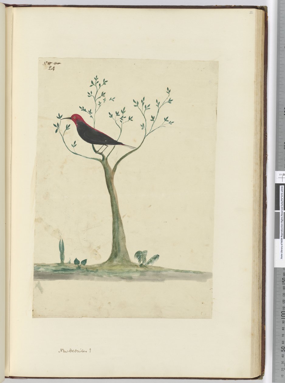 f.24 Nuevas Hébridas ?, 1772-75 de Isaac Smith