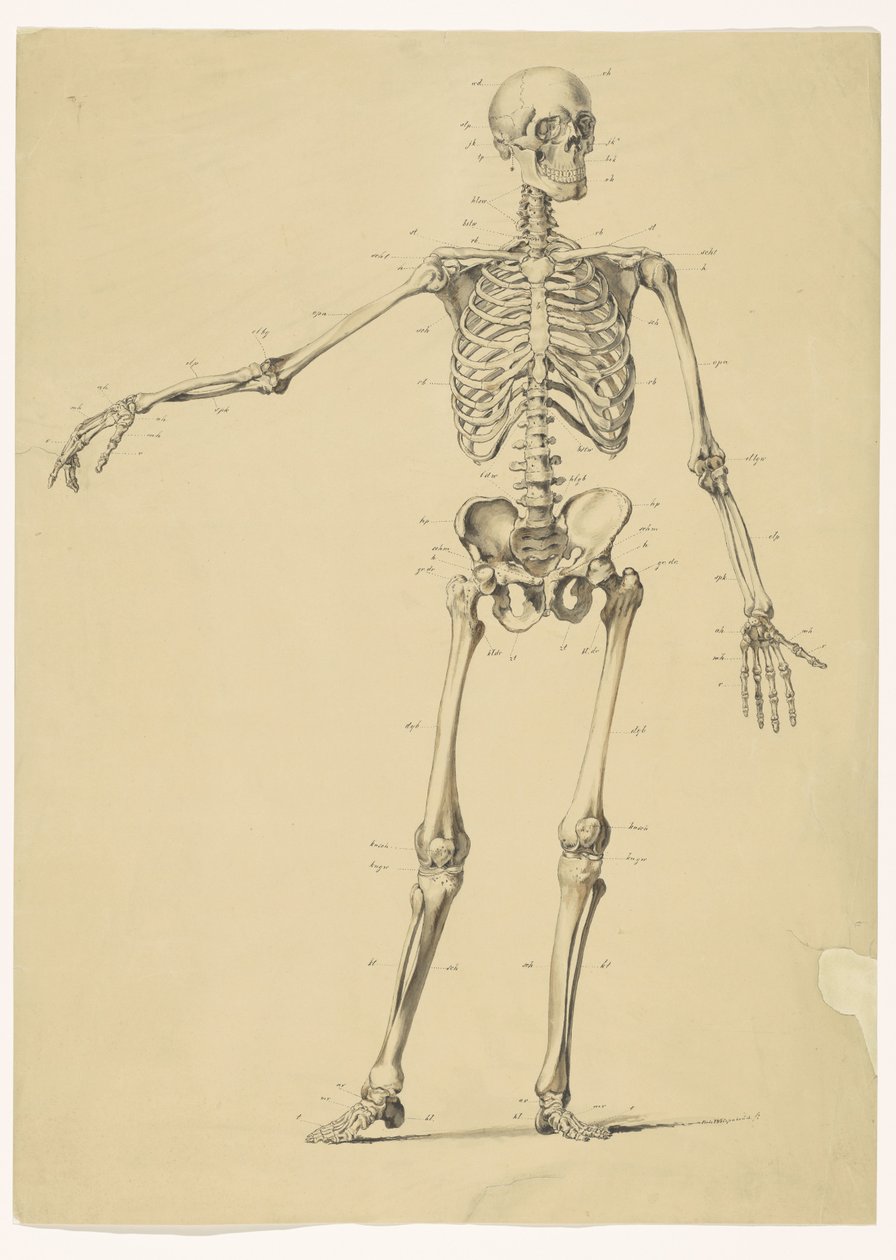Esqueleto humano, con notas de Isaac Weissenbruch