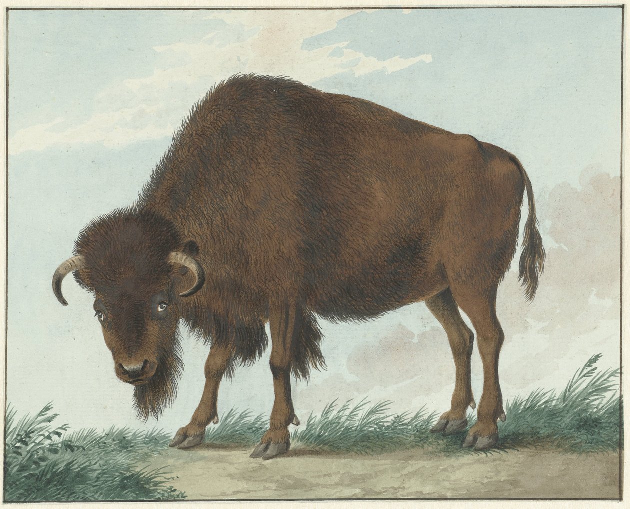 Bisonte de Isaac van Haastert