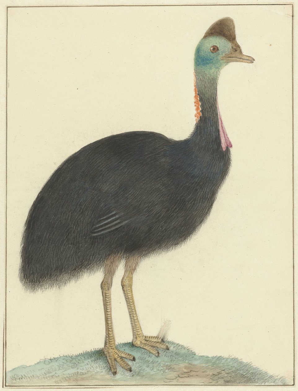 Kasuaris de Isaac van Haastert