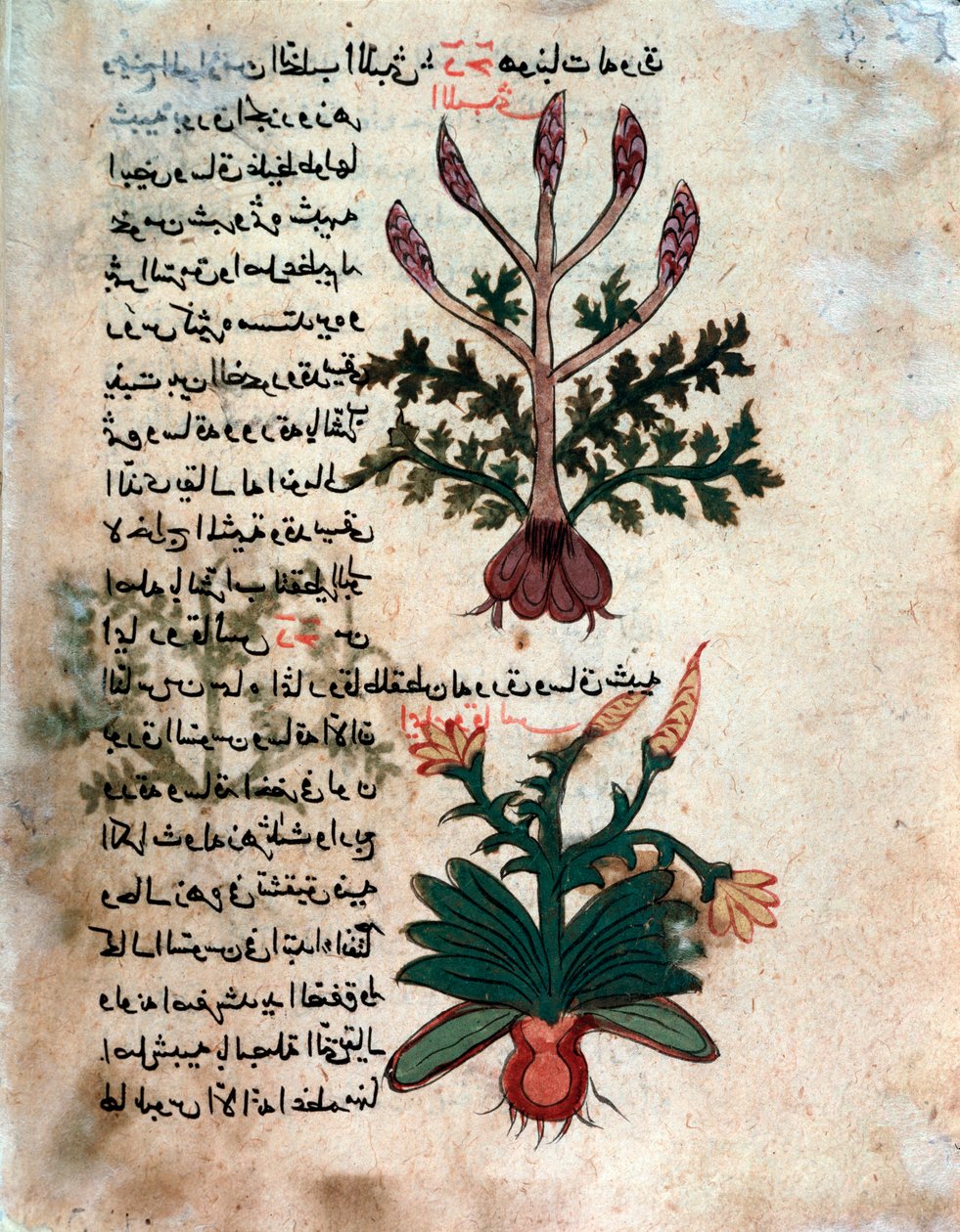 Página de un herbario médico (manuscrito) de Islamic School