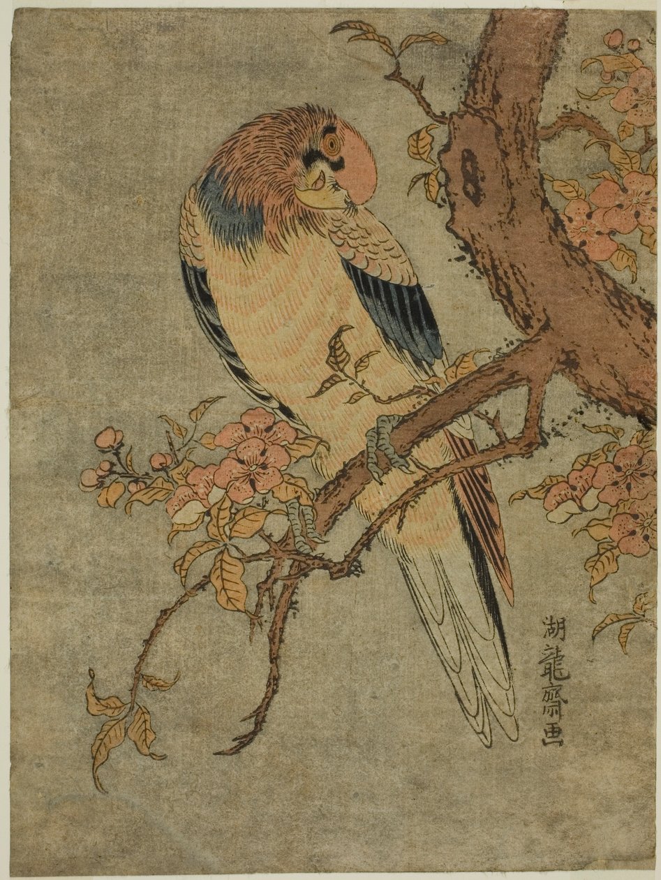 Loro en árbol de membrillo de Isoda Koryusai