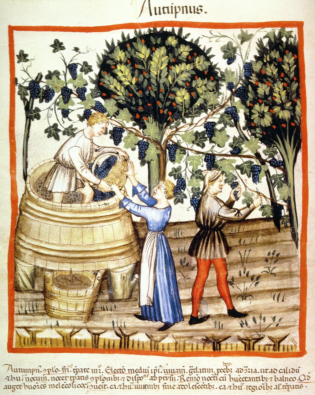 Otoño: La vendimia, ilustración de Tacuinum Sanitatis Codex Vindobonensis de Italian School