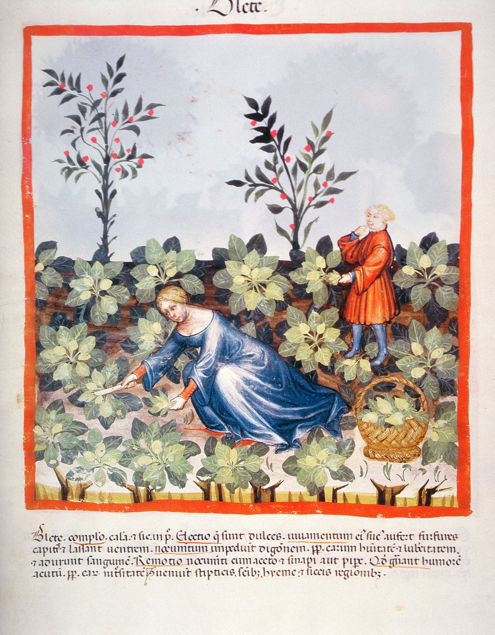 Nova 2644 fol.27r Cosecha de hojas chinas, del Tacuinum Sanitatis de Italian School
