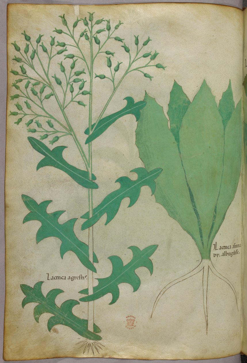 Ilustración botánica, c.1440 (tinta y color sobre vitela) de Italian School