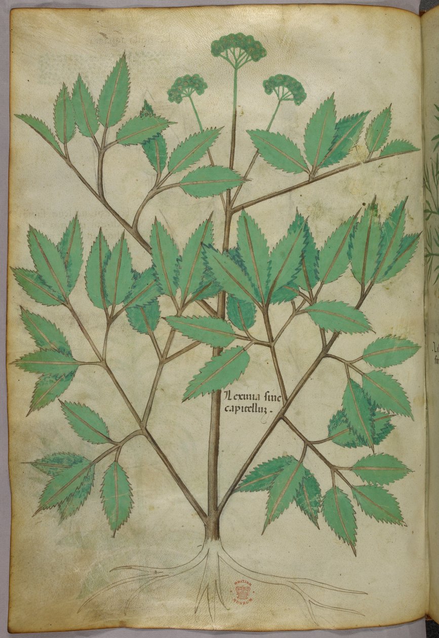 Ilustración botánica, c.1440 (tinta y color sobre vitela) de Italian School