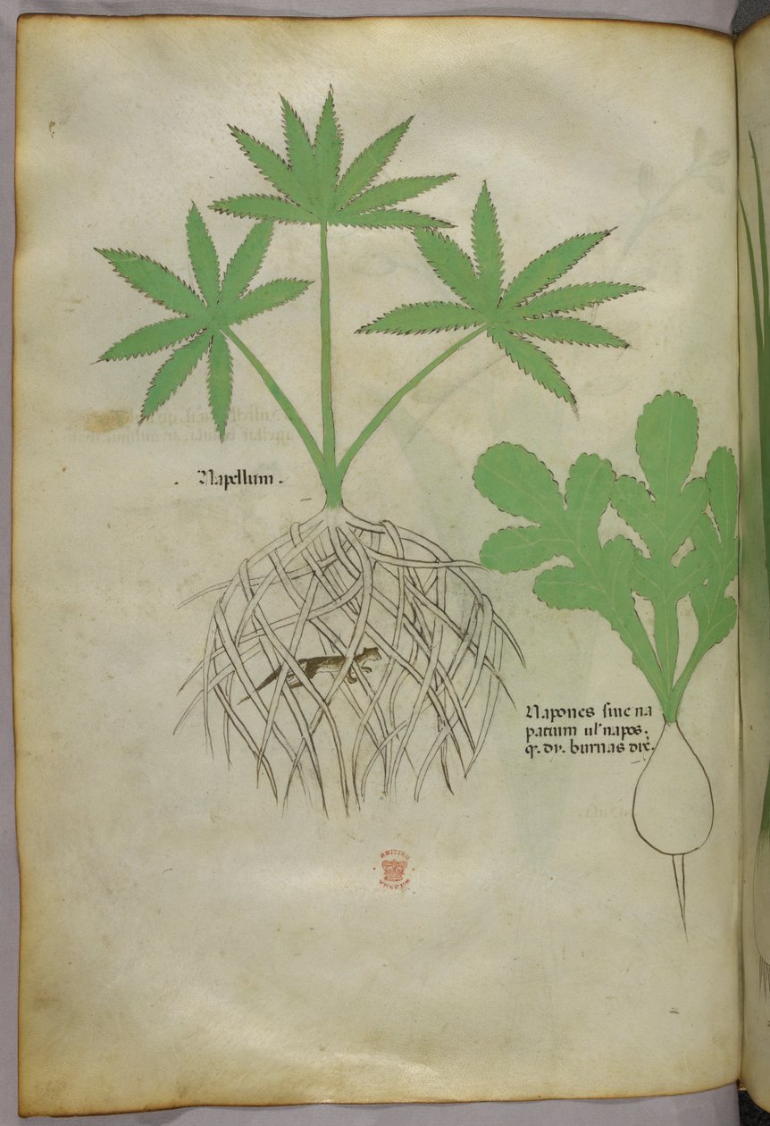 Ilustración botánica, c.1440 (tinta y color sobre vitela) de Italian School