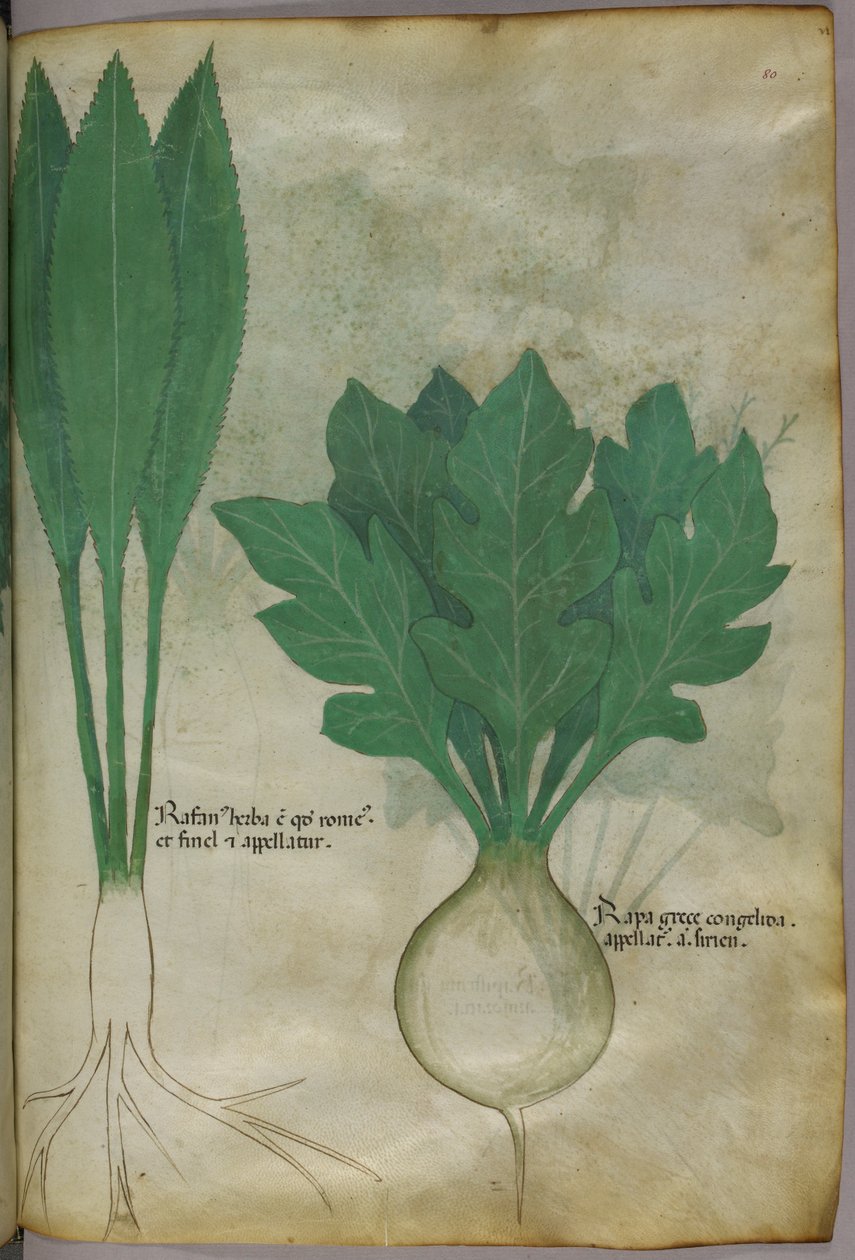 Ilustración botánica, c.1440 (tinta y color sobre vitela) de Italian School