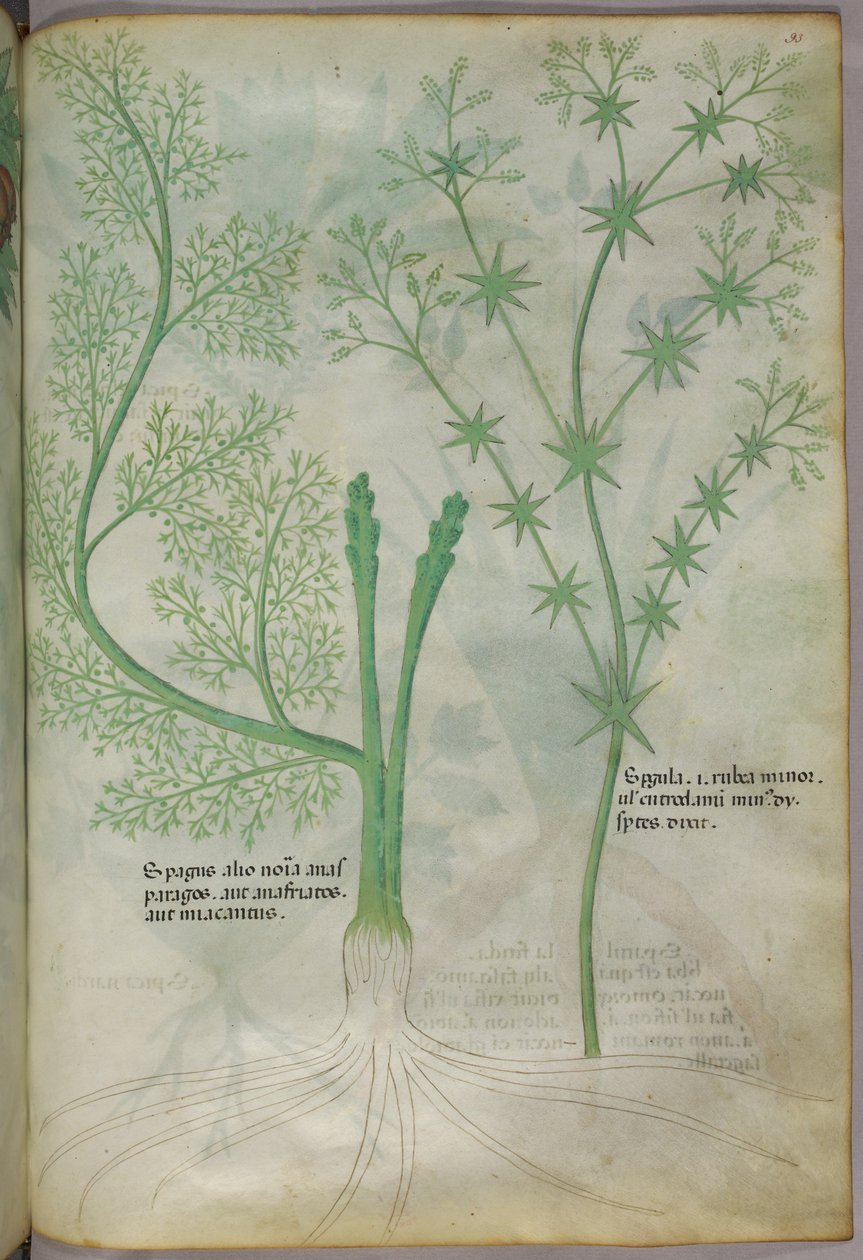 Ilustración botánica, c.1440 (tinta y color sobre vitela) de Italian School