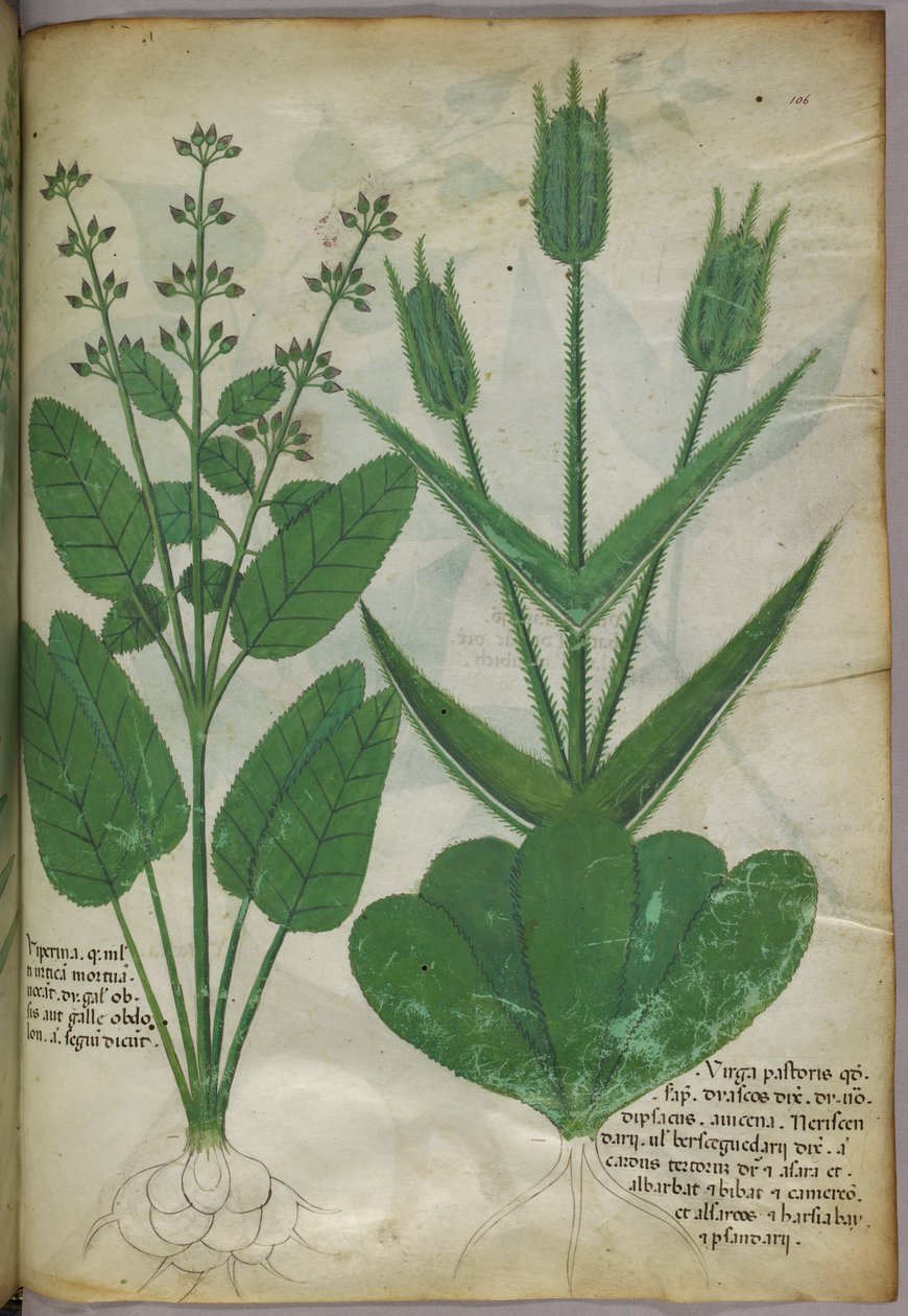 Ilustración botánica, c.1440 (tinta y color sobre vitela) de Italian School