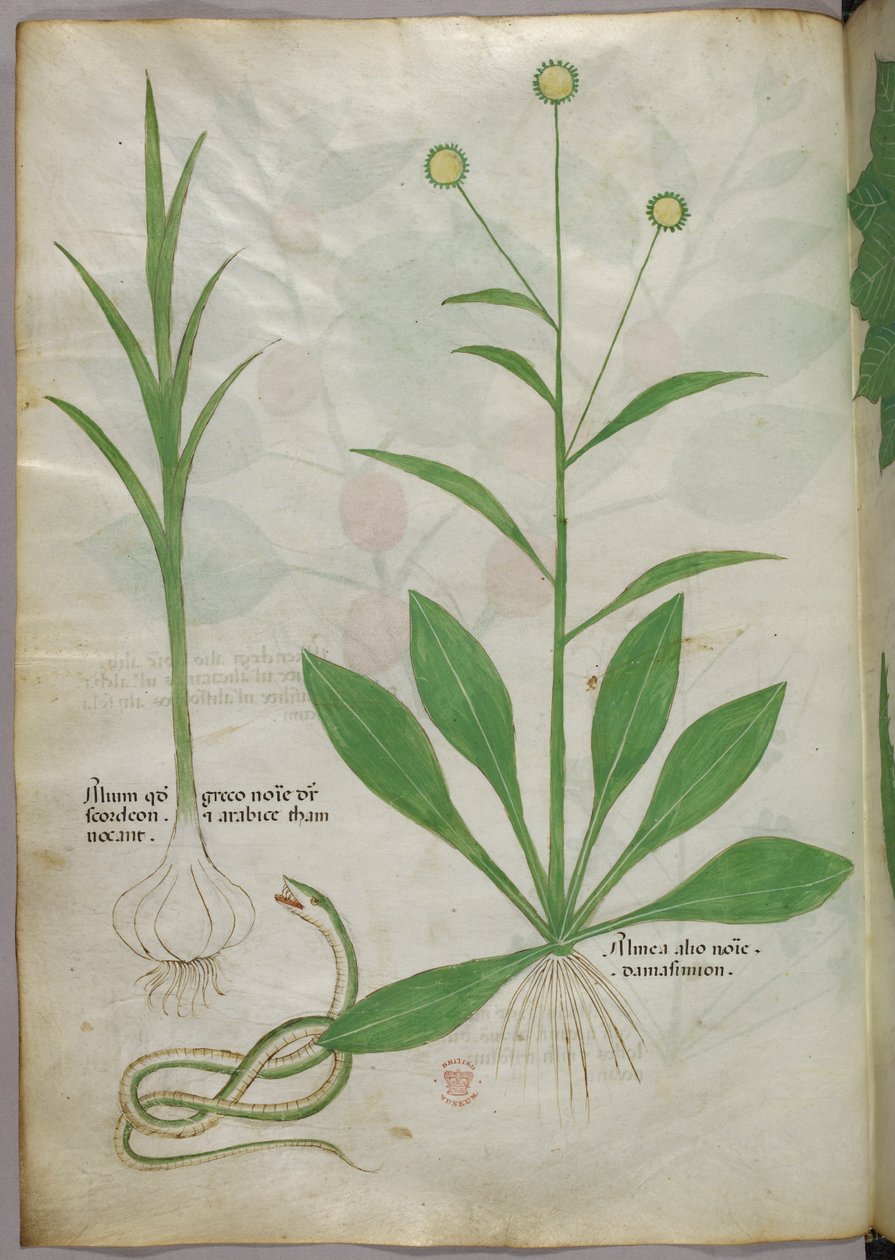 Ilustración botánica, c.1440 (tinta y color sobre vitela) de Italian School