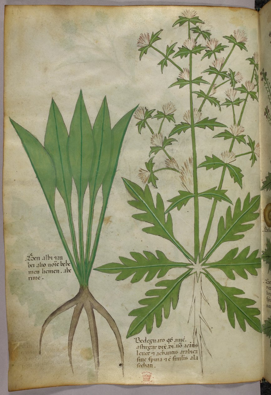 Ilustración botánica, c.1440 (tinta y color sobre vitela) de Italian School