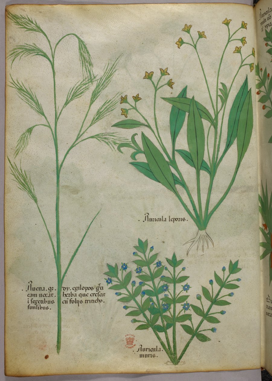 Ilustración botánica, c.1440 (tinta y color sobre vitela) de Italian School