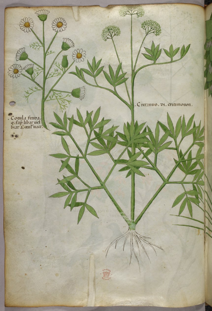 Ilustración botánica, c.1440 (tinta y color sobre vitela) de Italian School