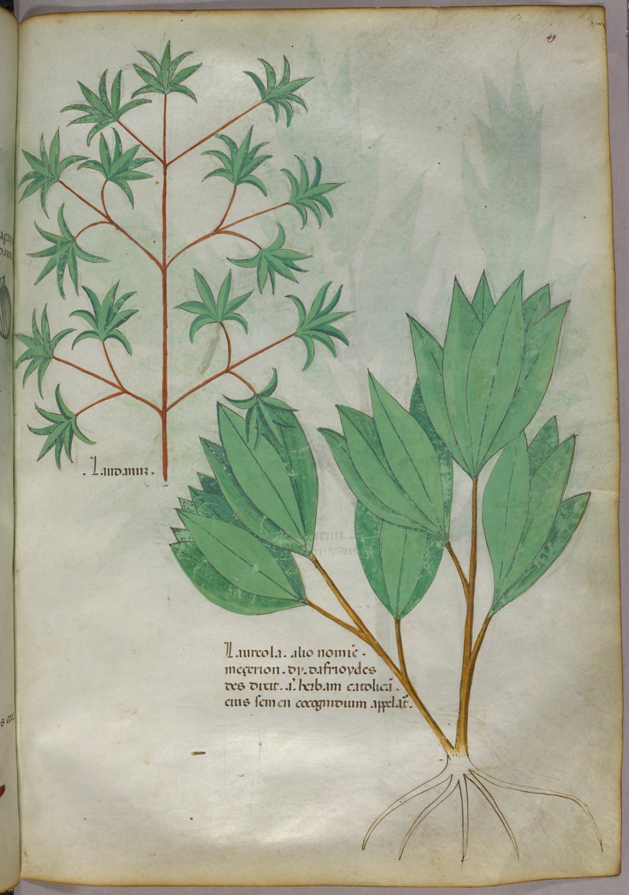 Ilustración botánica, c.1440 (tinta y color sobre vitela) de Italian School