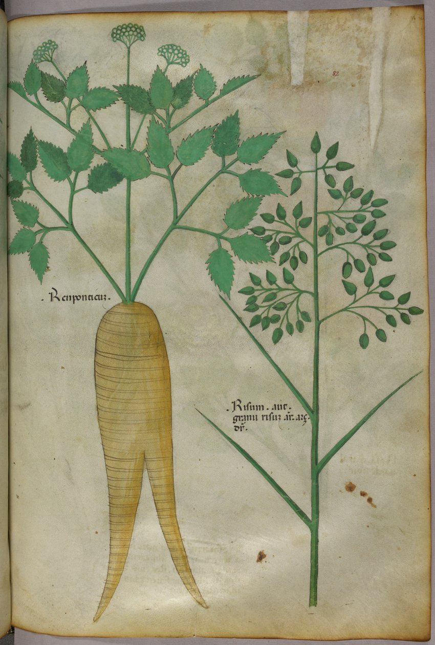 Ilustración botánica, c.1440 (tinta y color sobre vitela) de Italian School