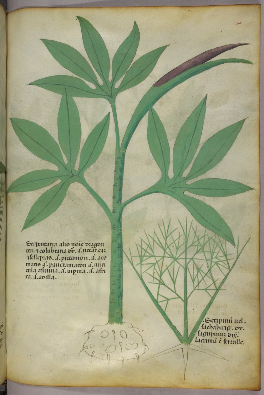 Ilustración botánica, c.1440 (tinta y color sobre vitela) de Italian School