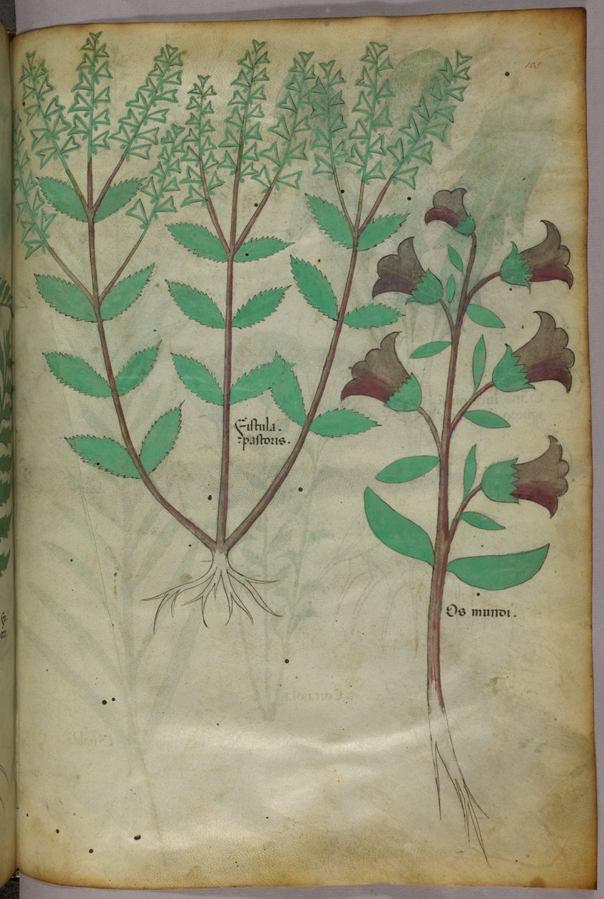 Ilustración botánica, c.1440 (tinta y color sobre vitela) de Italian School