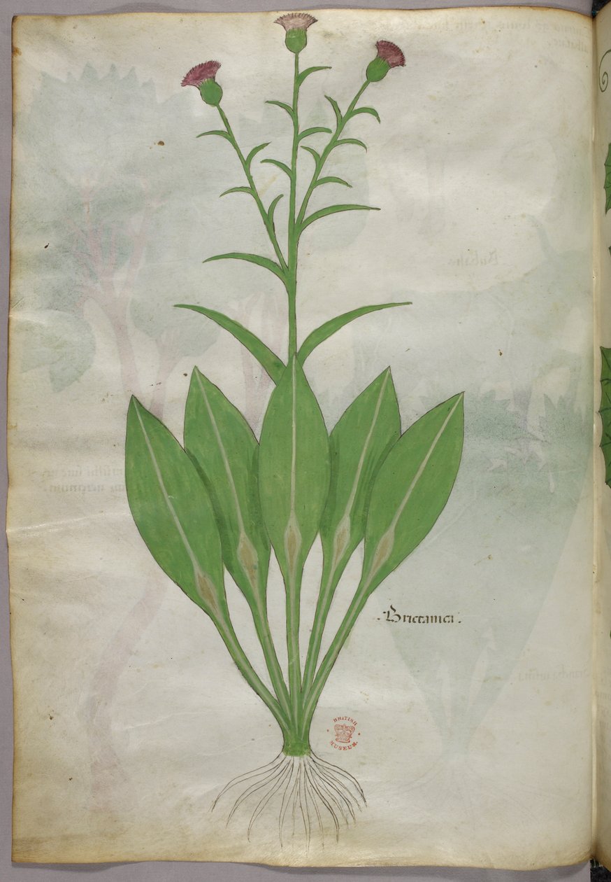 Ilustración botánica, c.1440 (tinta y color sobre vitela) de Italian School