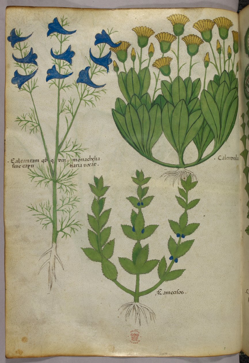 Ilustración botánica, c.1440 (tinta y color sobre vitela) de Italian School