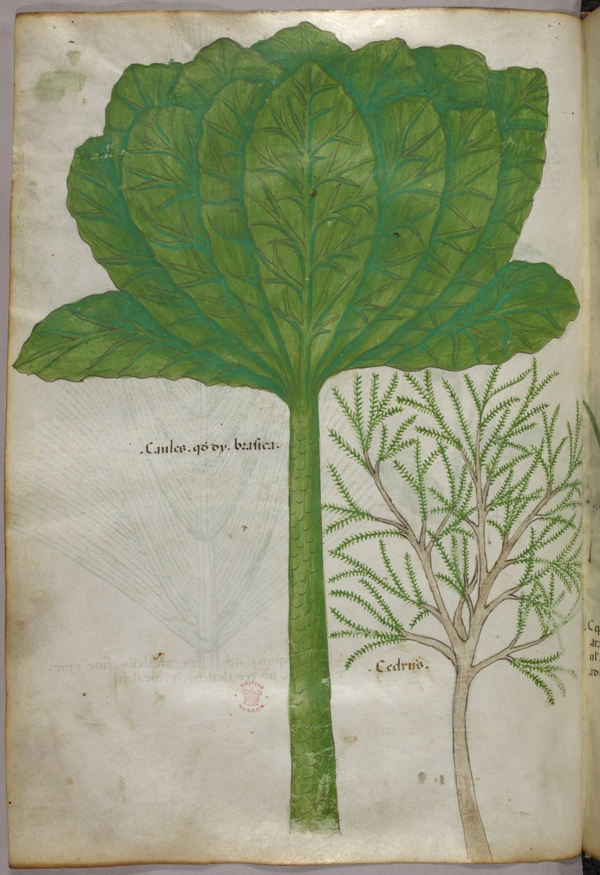 Ilustración botánica, c.1440 (tinta y color sobre vitela) de Italian School