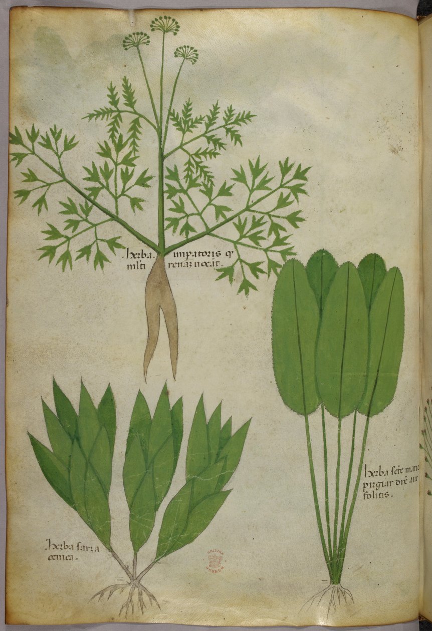 Ilustración botánica, c.1440 (tinta y color sobre vitela) de Italian School