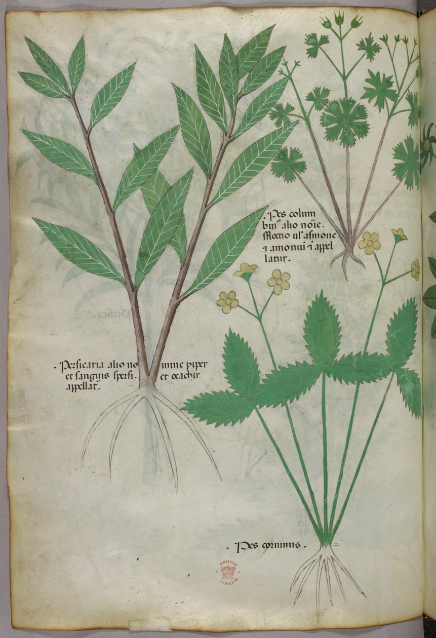 Ilustración botánica, c.1440 (tinta y color sobre vitela) de Italian School