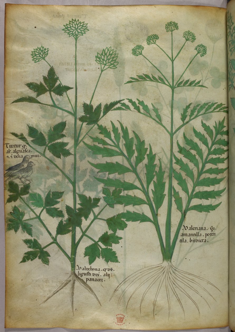 Ilustración botánica, c.1440 (tinta y color sobre vitela) de Italian School