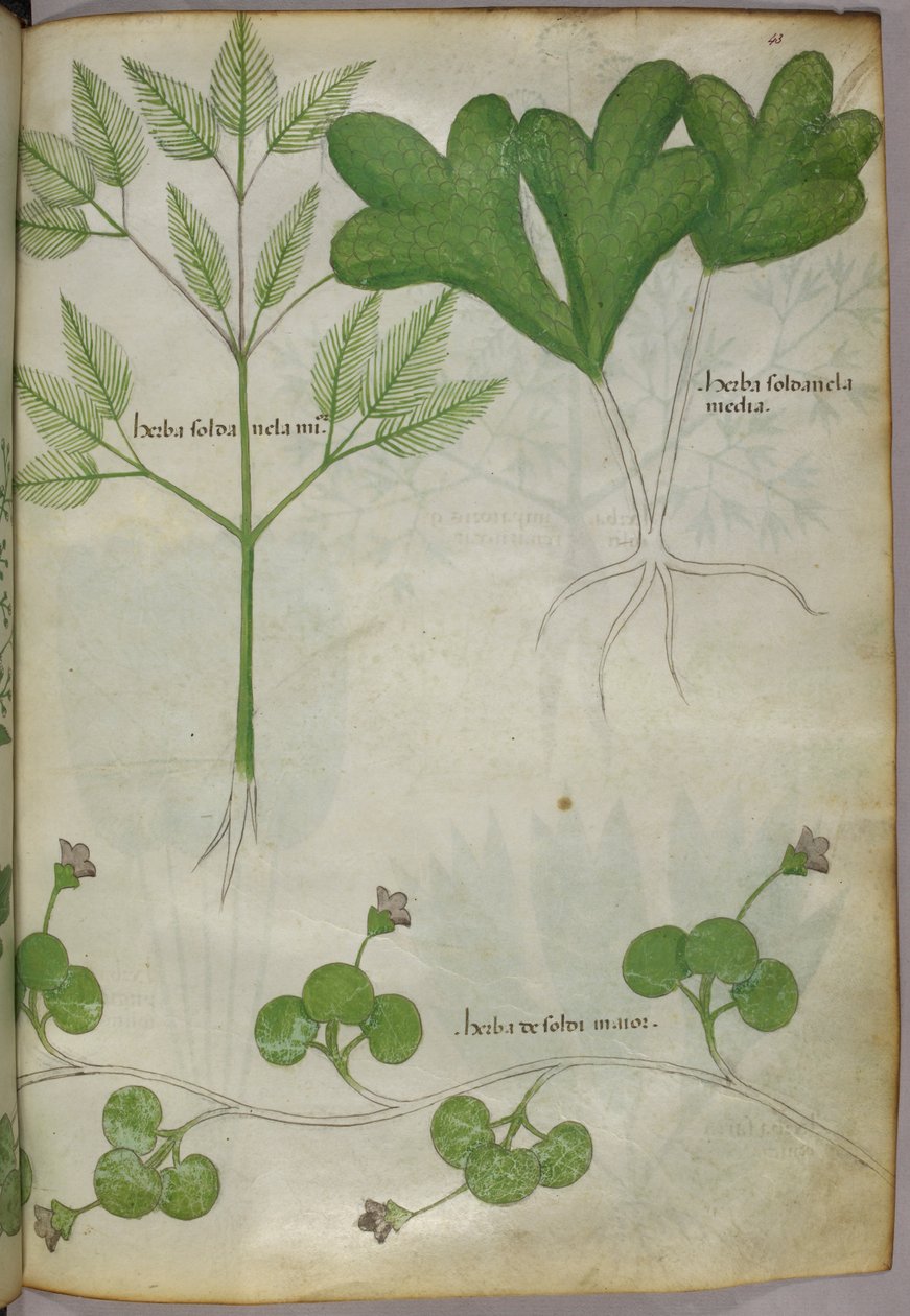 Ilustración botánica, c.1440 (tinta y color sobre vitela) de Italian School