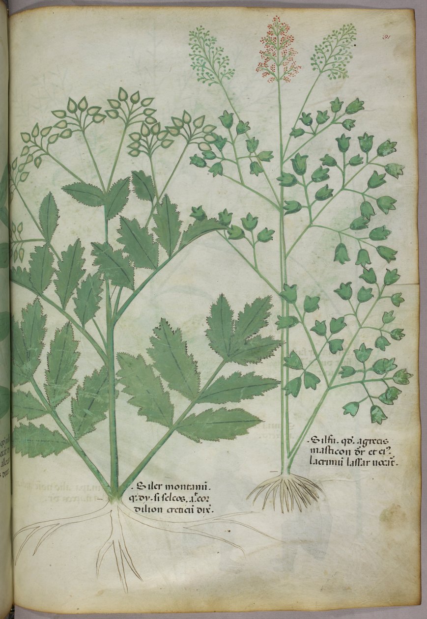 Ilustración botánica, c.1440 (tinta y color sobre vitela) de Italian School