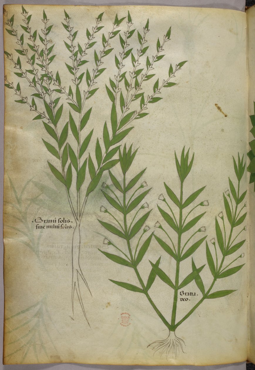 Ilustración botánica, c.1440 (tinta y color sobre vitela) de Italian School