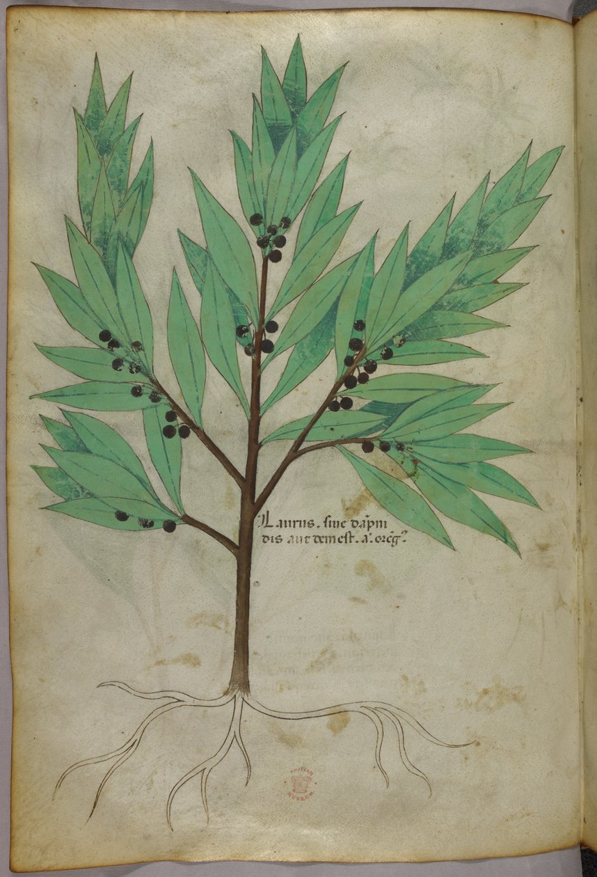 Ilustración botánica, c.1440 (tinta y color sobre vitela) de Italian School