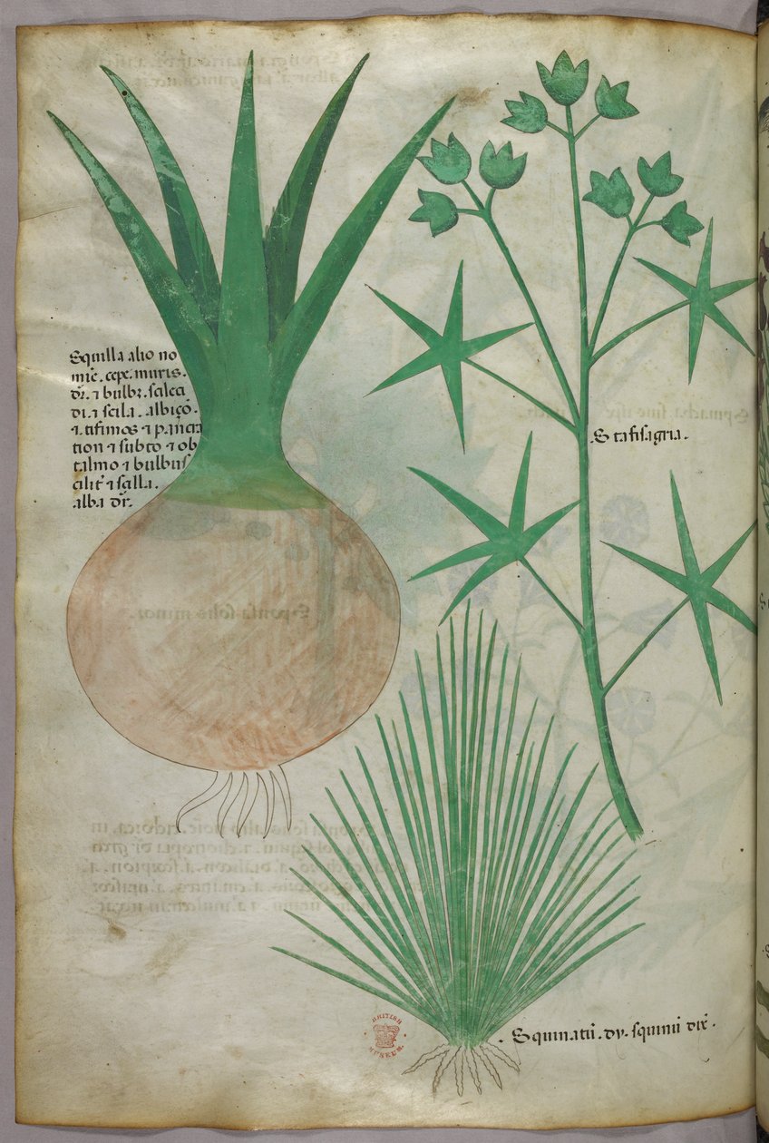 Ilustración botánica, c.1440 (tinta y color sobre vitela) de Italian School