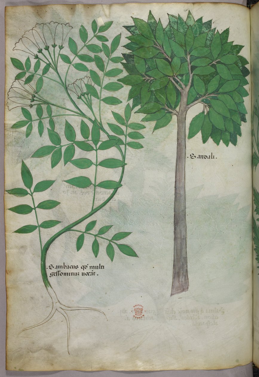 Ilustración botánica, c.1440 (tinta y color sobre vitela) de Italian School