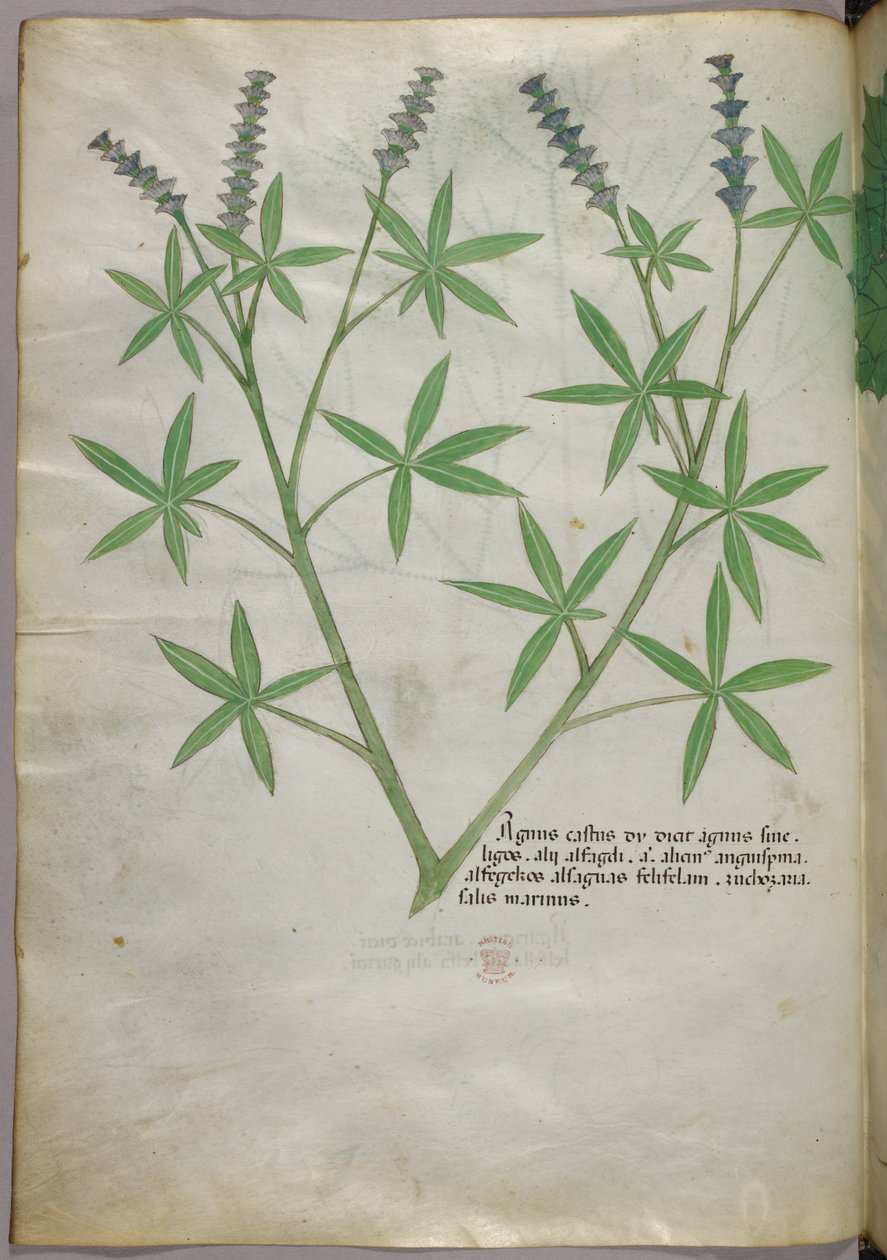 Ilustración botánica, c.1440 (tinta y color sobre vitela) de Italian School