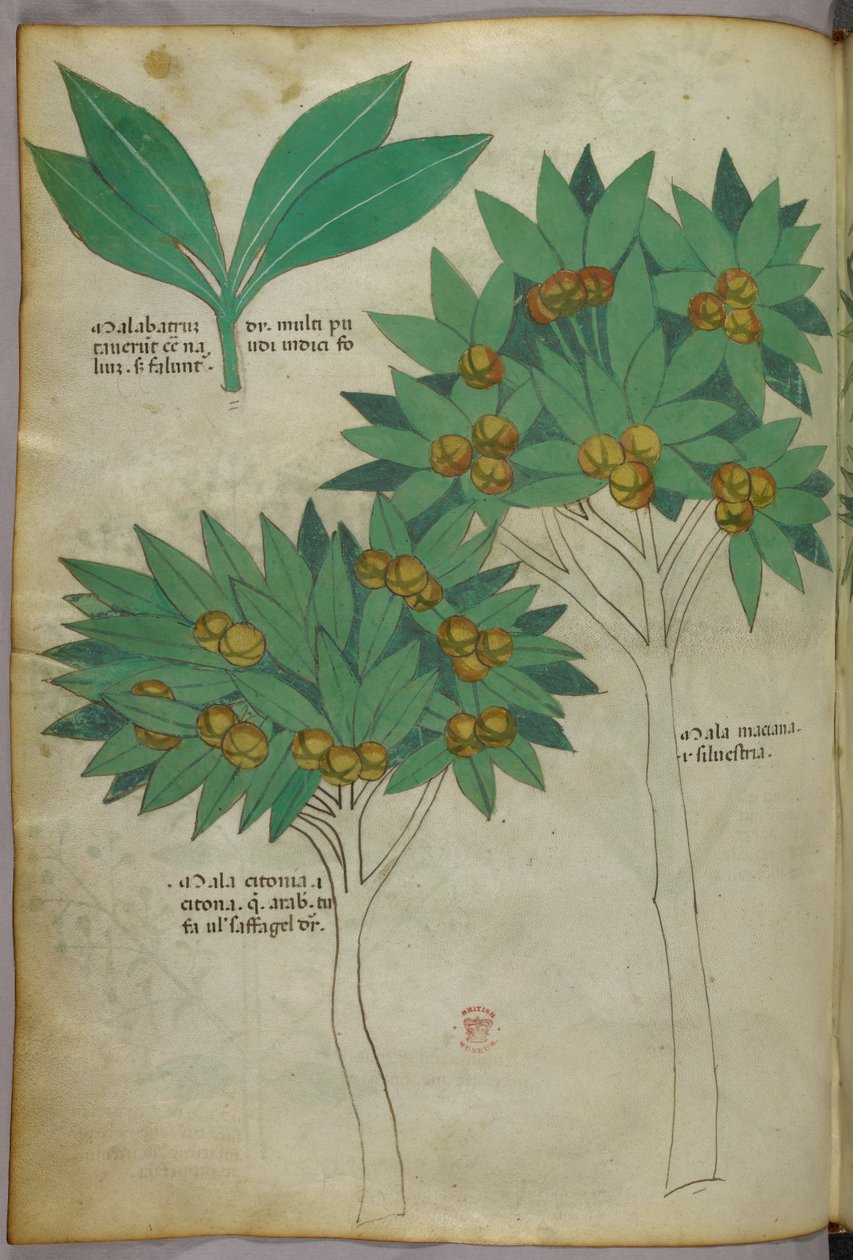 Ilustración botánica, c.1440 (tinta y color sobre vitela) de Italian School