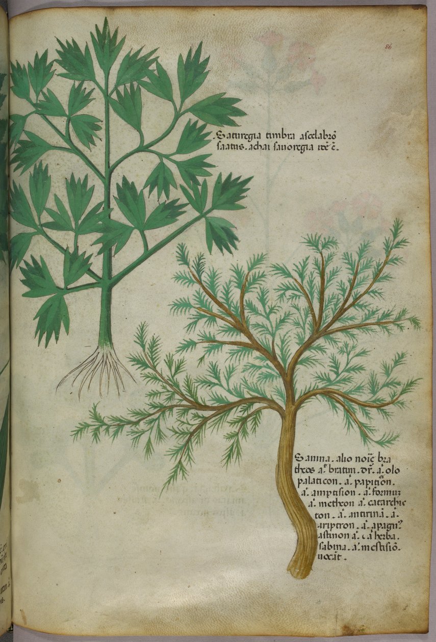 Ilustración botánica, c.1440 (tinta y color sobre vitela) de Italian School