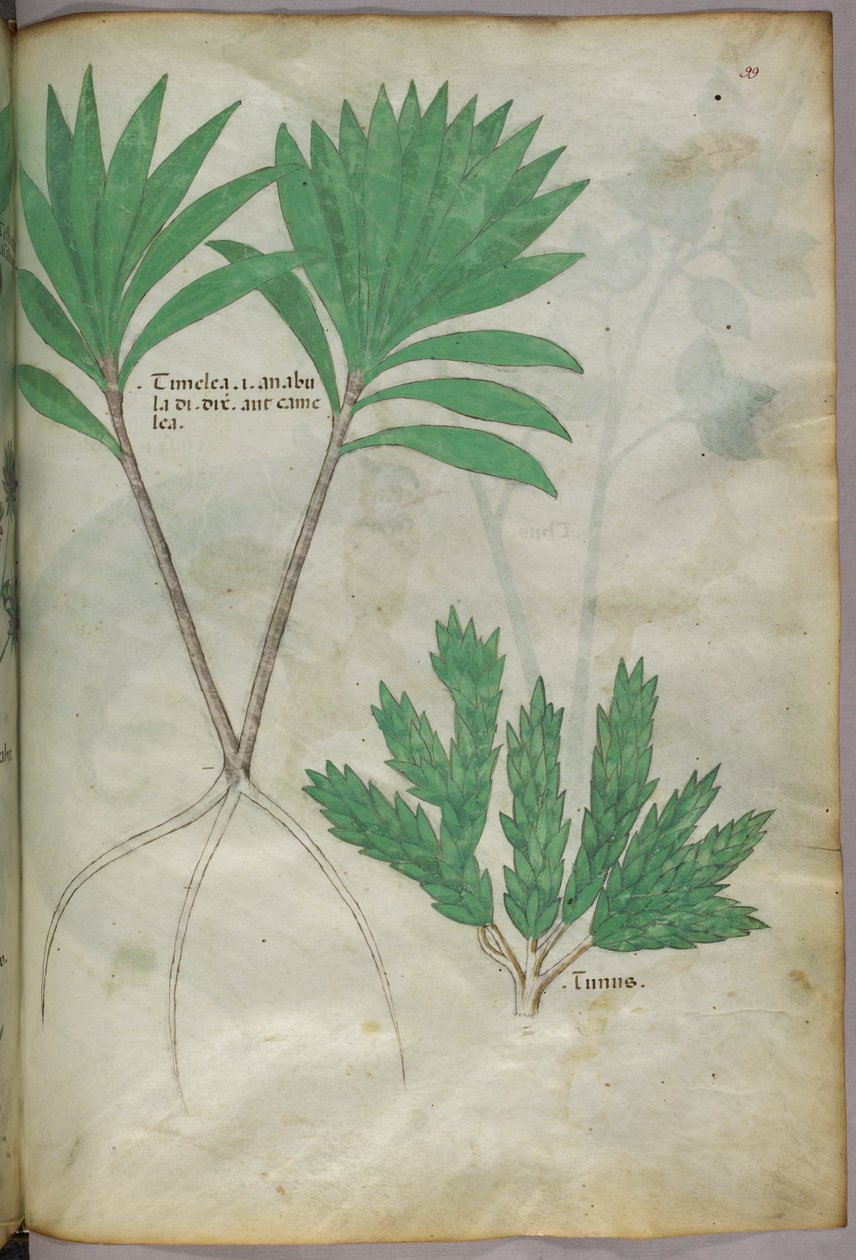 Ilustración botánica, c.1440 (tinta y color sobre vitela) de Italian School