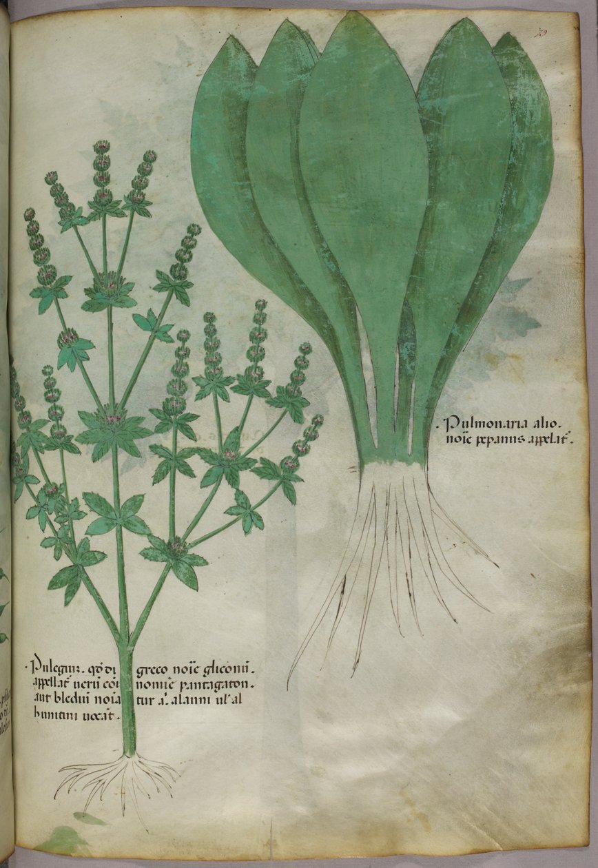 Ilustración botánica, c.1440 (tinta y color sobre vitela) de Italian School